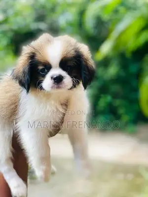 Shitzu Troso Puppies