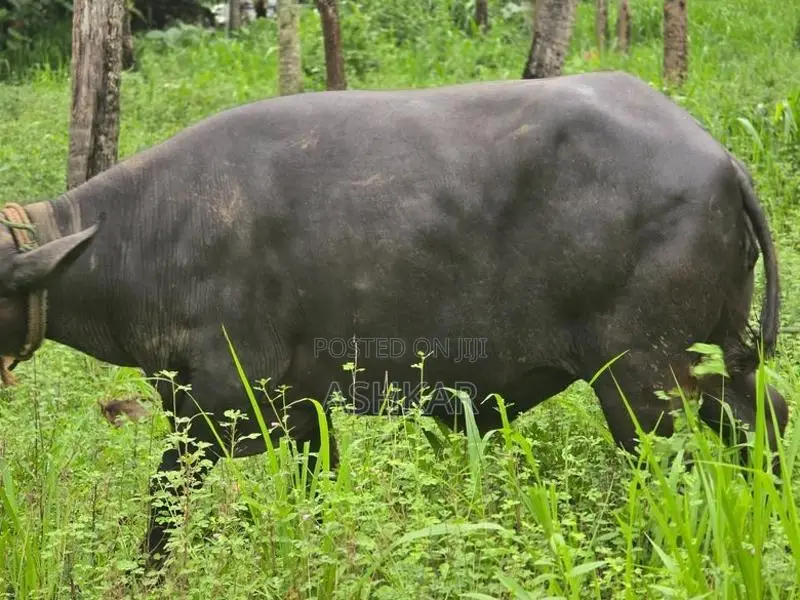මී දෙන ( Buffalo Cow )