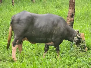මී දෙන ( Neela Ravi Buffalo Cow )