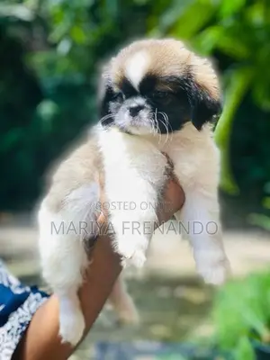 Shitzu Troso Puppies