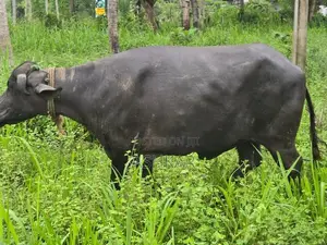 මී දෙන ( Buffalo Cow )