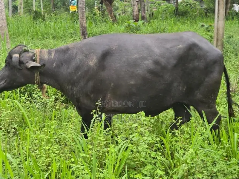 මී දෙන ( Buffalo Cow )