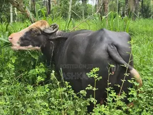 මී දෙන ( Neela Ravi Buffalo Cow )