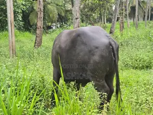 මී දෙන ( Buffalo Cow )