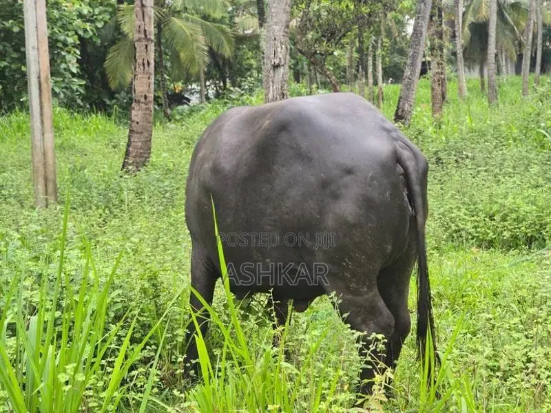 මී දෙන ( Buffalo Cow )
