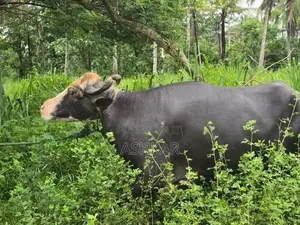 මී දෙන ( Neela Ravi Buffalo Cow )