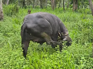 මී දෙන ( Buffalo Cow )