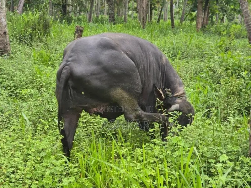 මී දෙන ( Buffalo Cow )