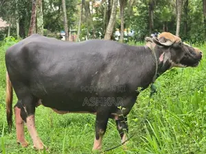 මී දෙන ( Neela Ravi Buffalo Cow )