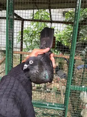 Pigeon