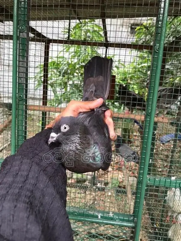 Pigeon