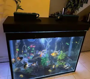 Large Fish Tank