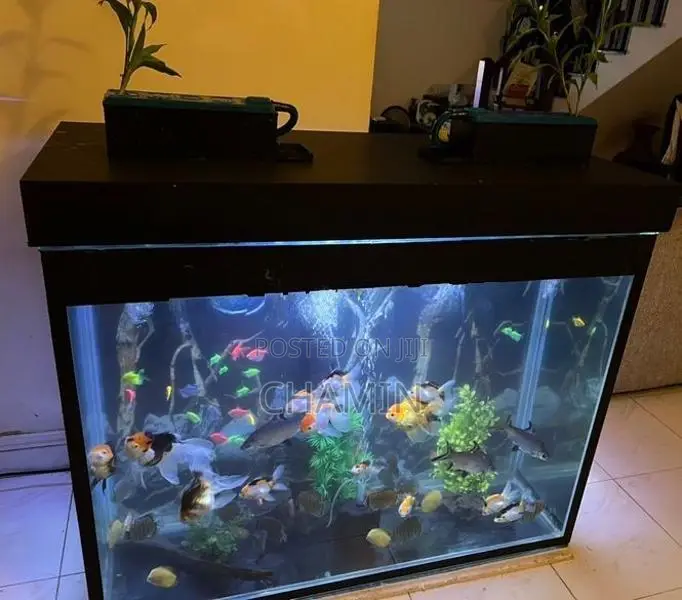 Large Fish Tank