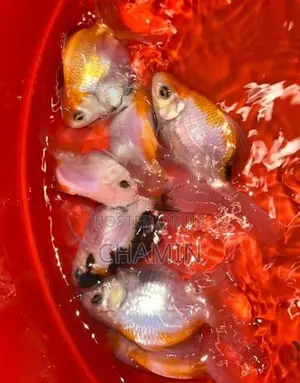 Fancy Orenda Goldfish