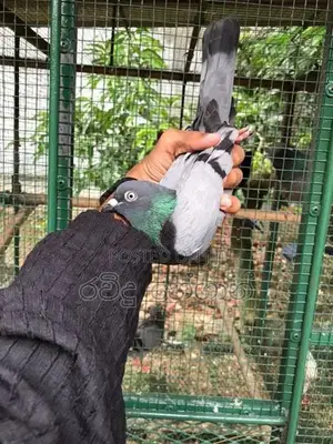 Pigeon