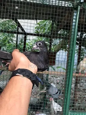 Pigeon