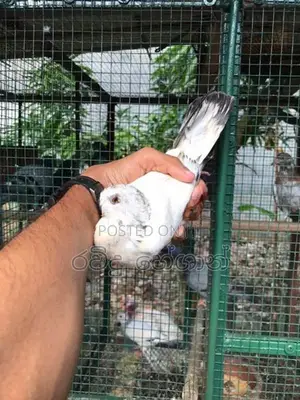 Pigeon