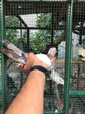 Pigeon