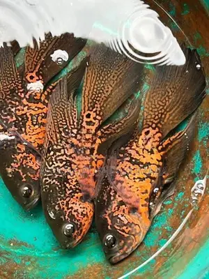 Osca Fish