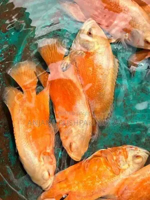 Osca Fish