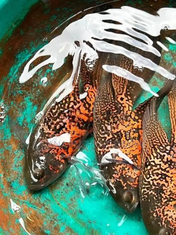 Osca Fish