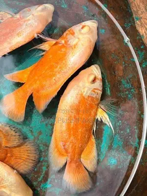 Osca Fish