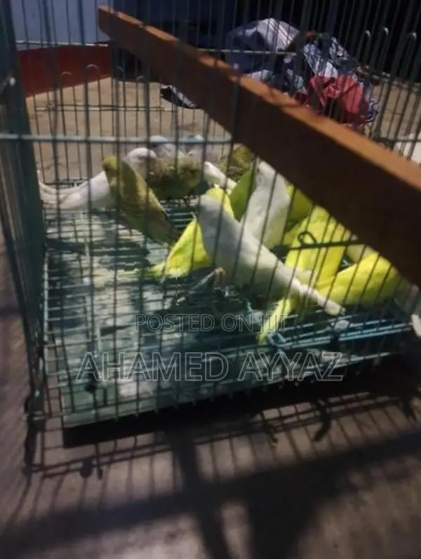 Love Birds