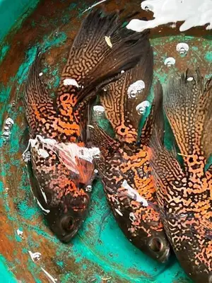 Osca Fish