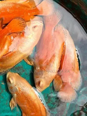 Osca Fish