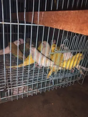 Love Birds