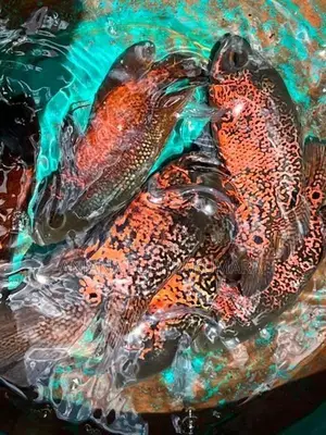 Osca Fish