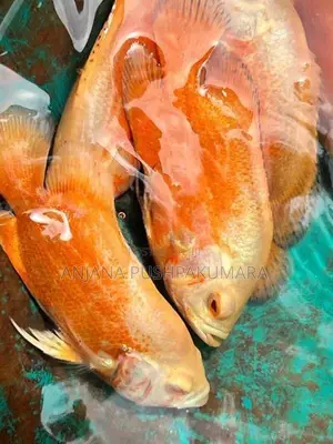 Osca Fish