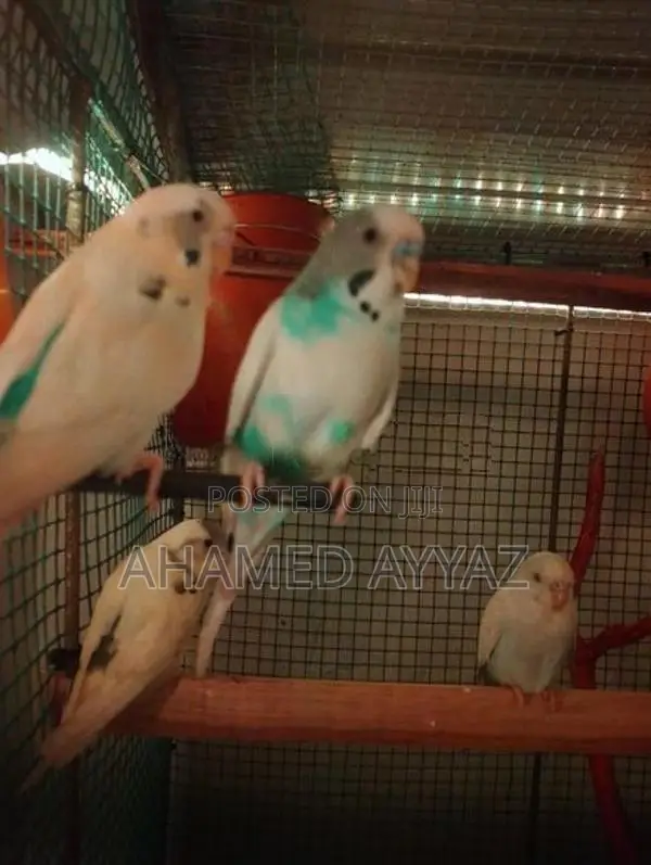 Love Birds