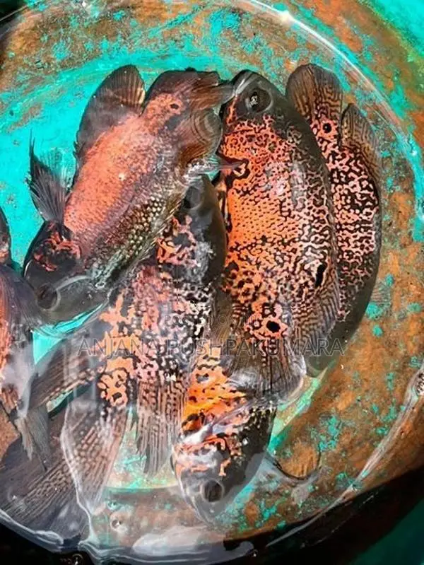 Osca Fish