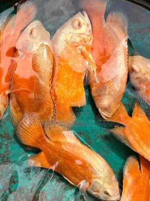 Osca Fish