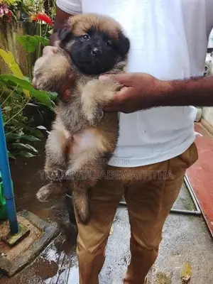 ලයන් ශෙපඩ් පැටවුන්