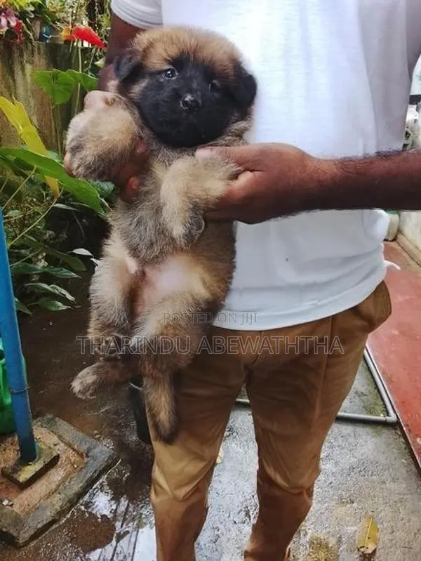 ලයන් ශෙපඩ් පැටවුන්