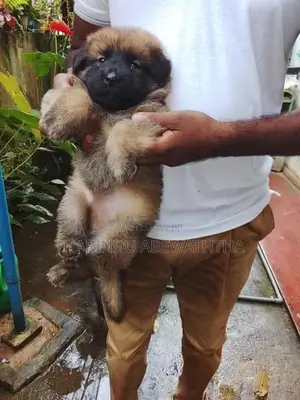 ලයන් ශෙපඩ් පැටවුන්