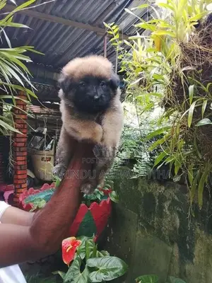 ලයන් ශෙපඩ් පැටවුන්