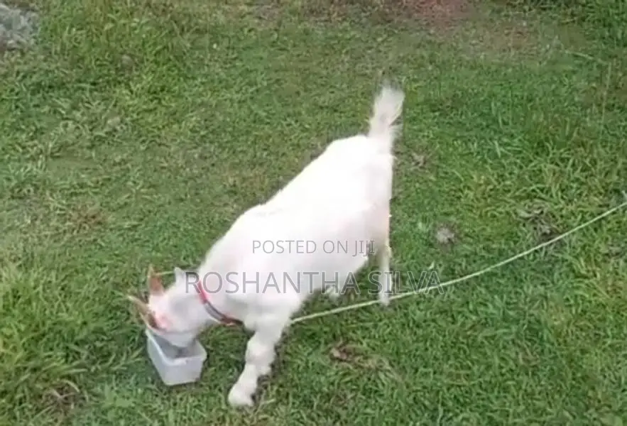 Saanen Male Goat