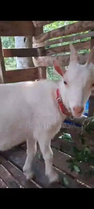 Saanen Male Goat