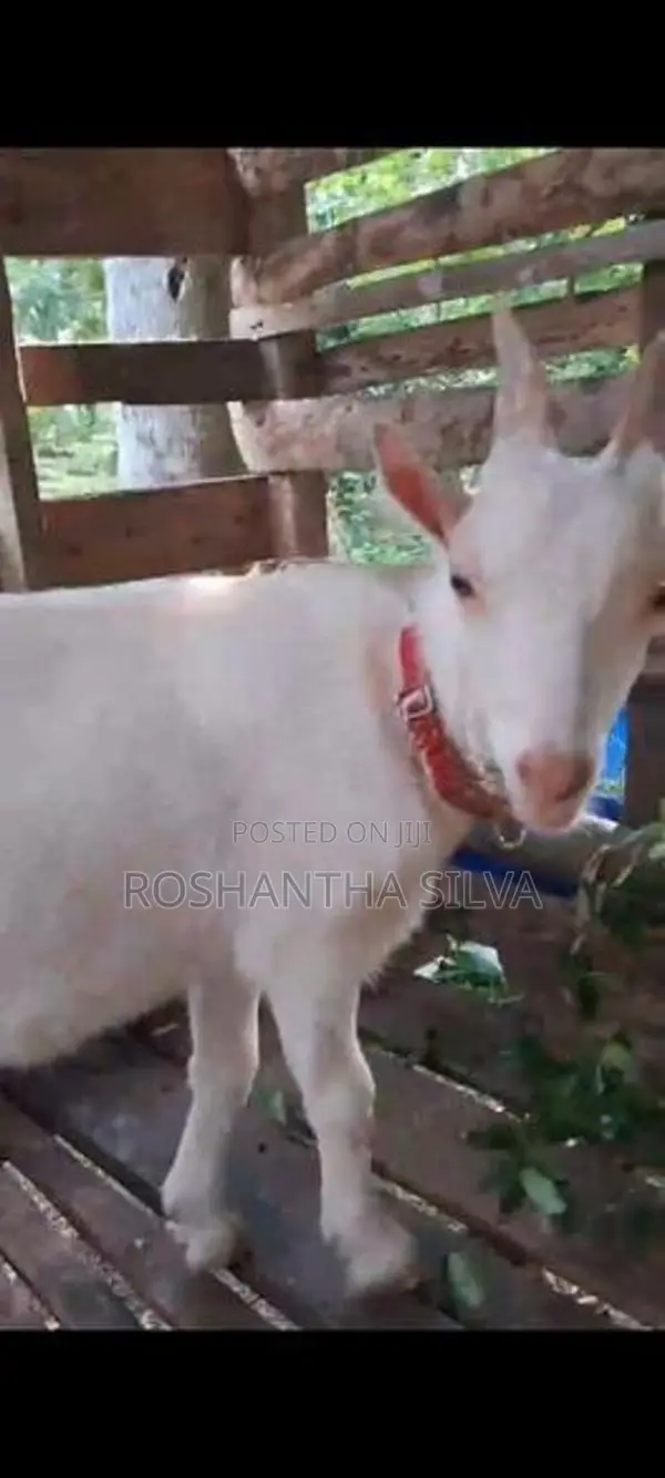 Saanen Male Goat