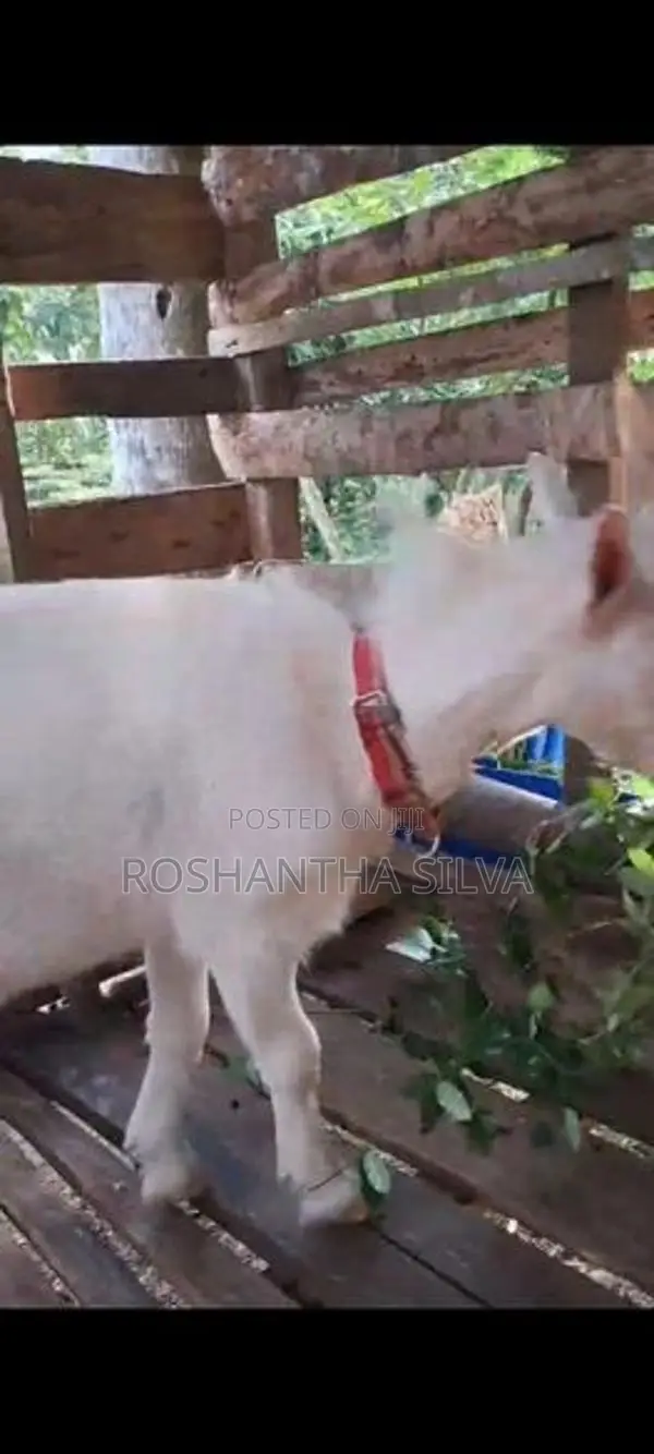 Saanen Male Goat