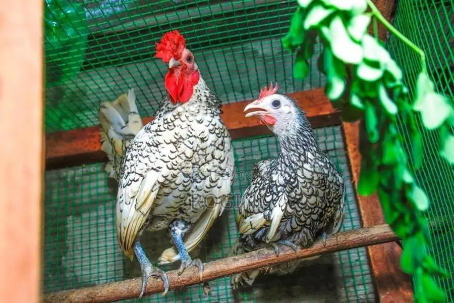 கோழிக்குஞ்சுகள்