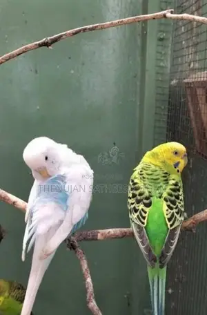 Love Birds Breeding Pairs