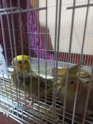 Cocktail Birds