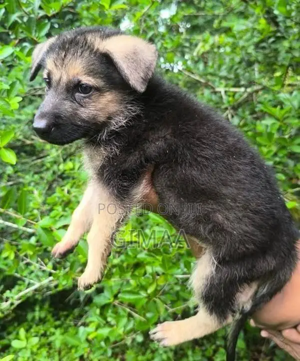 German Shepherd Dog