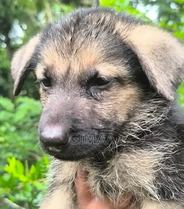 German Shepherd Dog