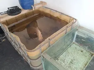 Fish Tank