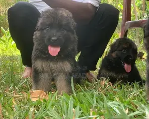 German Shepherd Puppies
